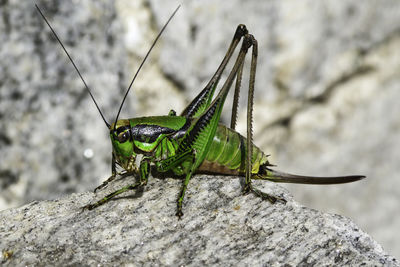 Close-up of insect