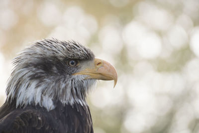 Close-up of eagle against blurred background