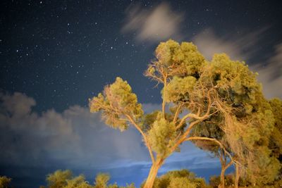 Low angle view of tree against sky