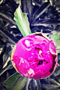 Close-up of pink flower