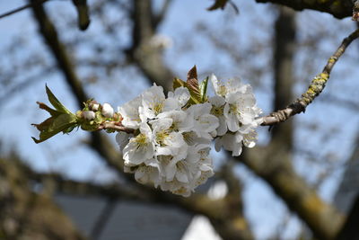 Close-up of cherry blossoms in spring