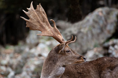 Close-up of deer on field