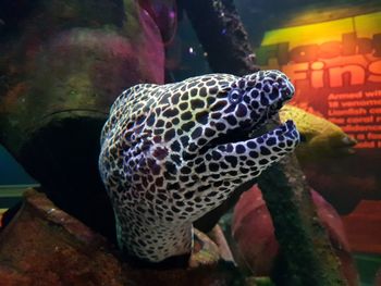 Close-up of fish swimming in aquarium