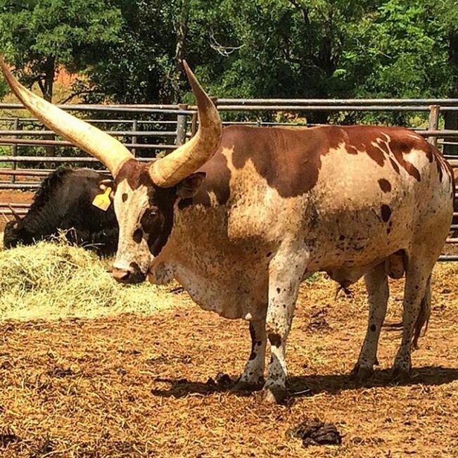 animal themes, two animals, one animal, domestic animals, mammal, livestock, standing, full length, herbivorous, horse, fence, sunlight, side view, animals in captivity, zoo, animals in the wild, field, tree, wildlife, day