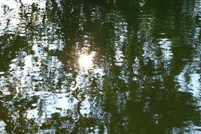 Reflection of trees in lake