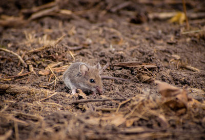 Close-up of squirrel on field