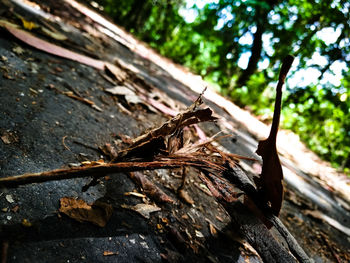 Close-up of grasshopper on wood