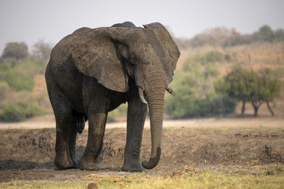 Elephant in a field