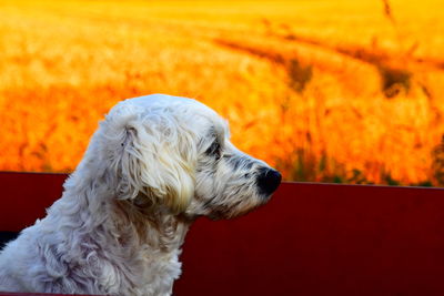 Close-up of dog looking away