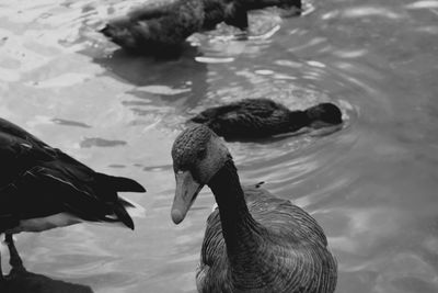 View of ducks swimming in lake