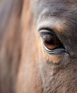 Close-up of horse eye