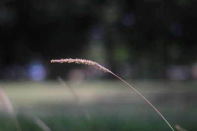 Close-up of plant on field