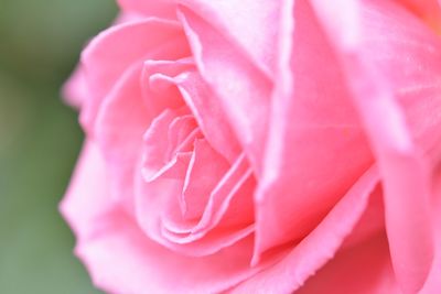Close-up of pink flower blooming outdoors