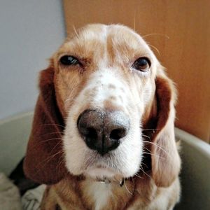 Close-up portrait of dog at home