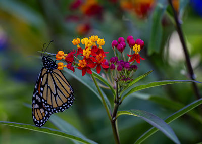 Monarch butterfly feeding