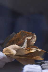 Close-up of dried autumn leaf