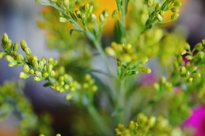 Close-up of yellow flower