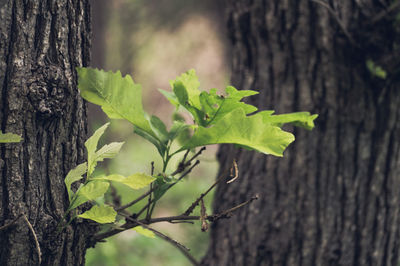 Close-up of fresh green tree trunk