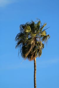 Low angle view of tree against clear blue sky