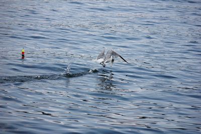 View of birds swimming in sea