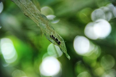 Close-up of insect on plant