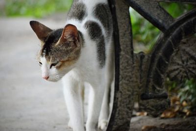 Close-up of cat sitting outdoors