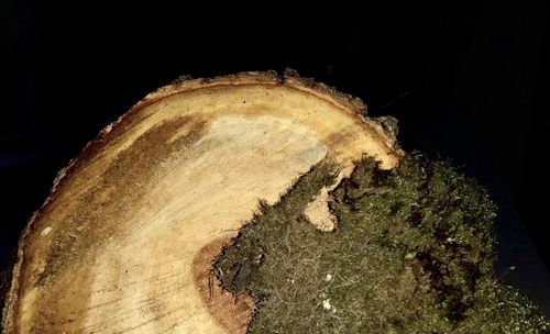 Close-up of tree stump