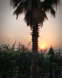 Low angle view of palm trees against sky during sunset