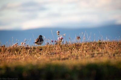 View of birds on field against sky