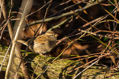 Close-up of bird perching on branch