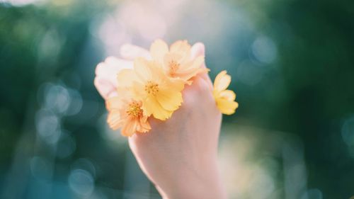 Close-up of hand holding yellow flower