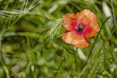 Close-up of red rose flower