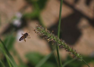 Close-up of bee flying