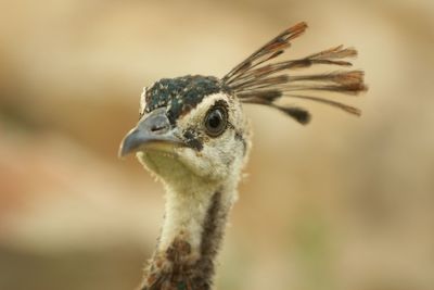 Close-up of a bird