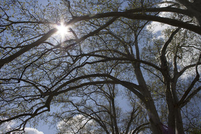 Low angle view of sunlight streaming through bare tree