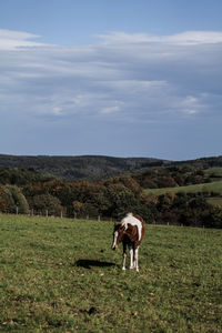 Horse grazing in a field