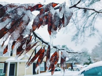 Close-up of frozen hanging from tree
