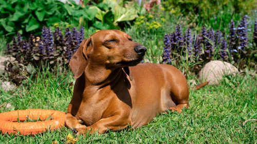 Dog sitting in field