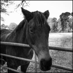 Close-up of horse