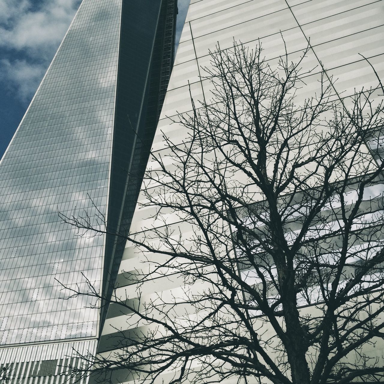 low angle view, architecture, built structure, building exterior, bare tree, sky, tree, tall - high, branch, city, modern, no people, outdoors, skyscraper, day, tower, building, office building, directly below, nature