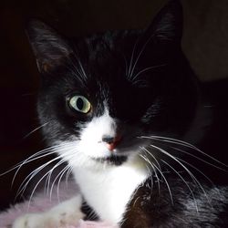 Close-up portrait of cat