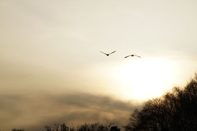 Low angle view of birds flying in sky