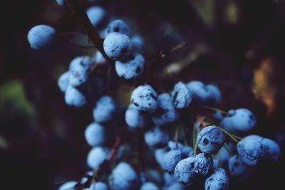 Close-up of berries growing on plant during winter