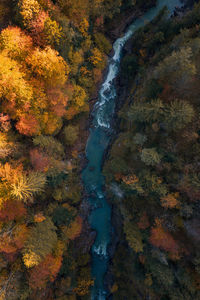 High angle view of river amidst trees during autumn