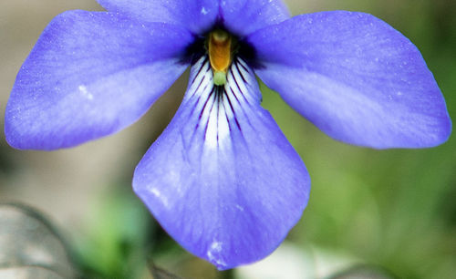 Close-up of purple iris flower