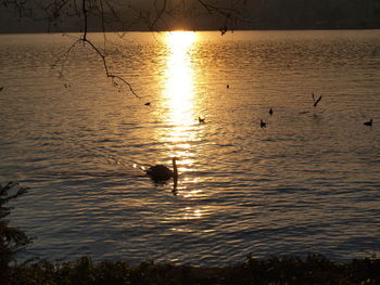 Silhouette ducks swimming on lake during sunset