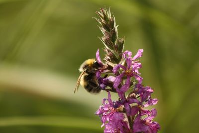 Close-up of bee pollinating on purple flower