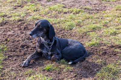 Close-up of black dog sitting on field