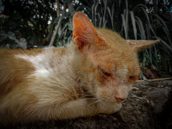 Close-up of a relaxed cat