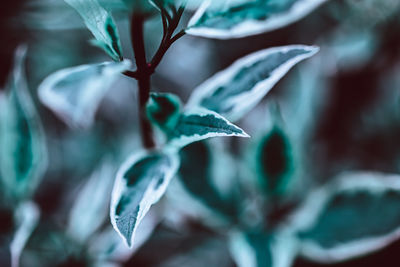 Close-up of leaves on plant